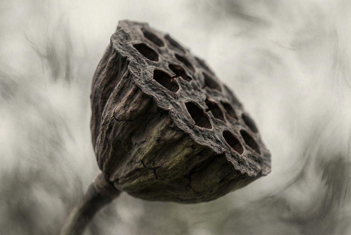 糖心Vlog禅意摄影 - 枯莲蓬的自然质感 - utvkkee.cn